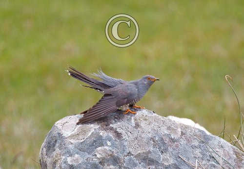 Cuckoo DM0834